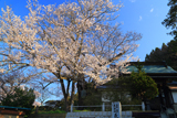 長善寺の桜樹
