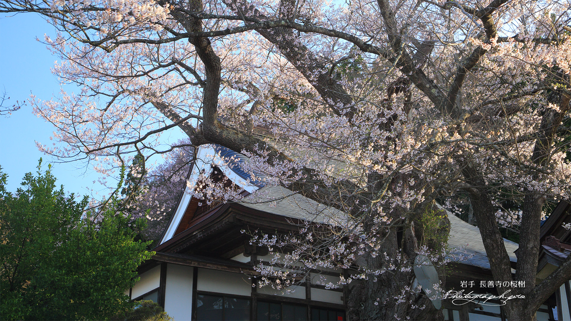 長善寺の桜樹