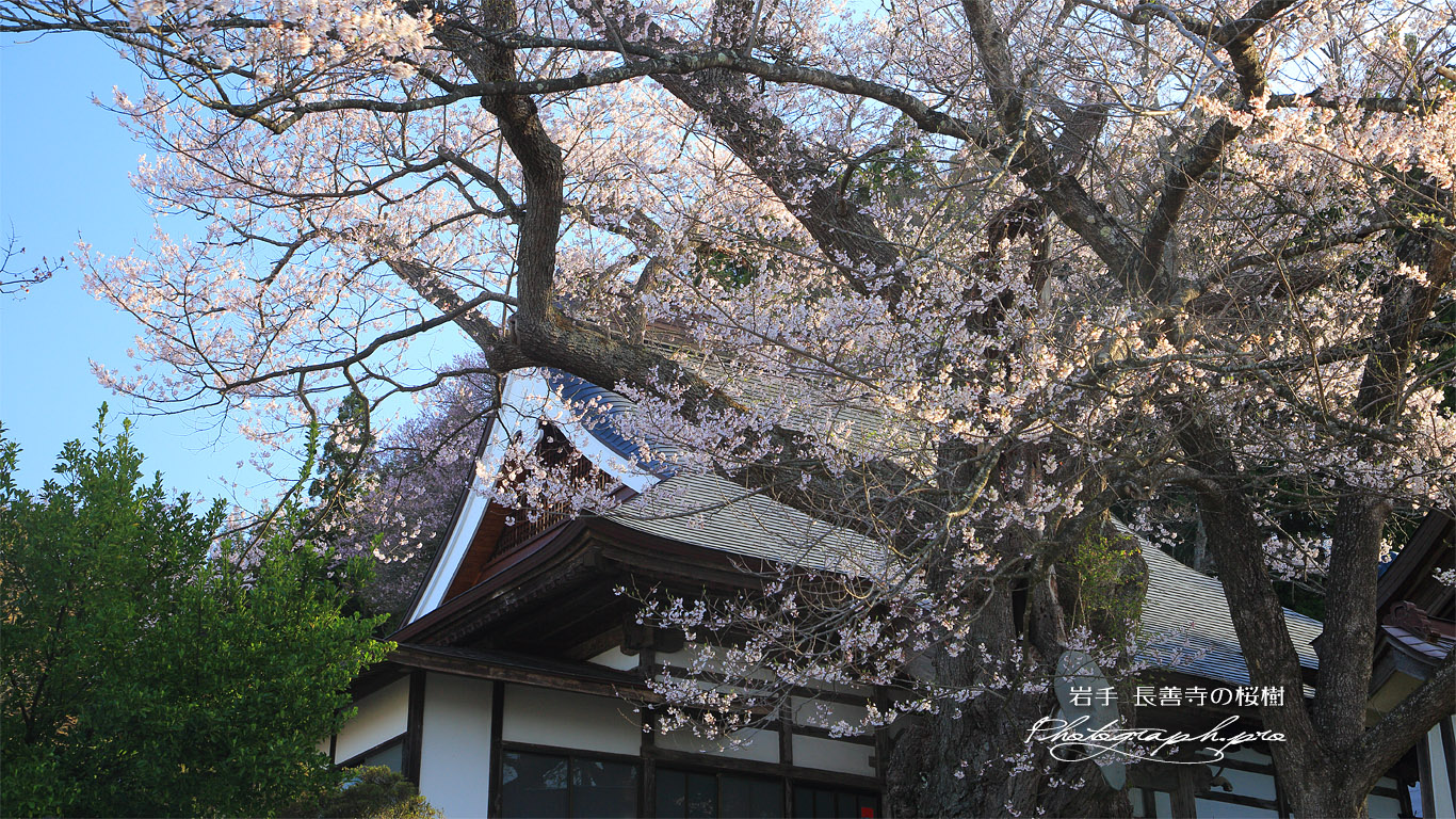 長善寺の桜樹 壁紙