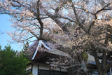 長善寺の桜樹