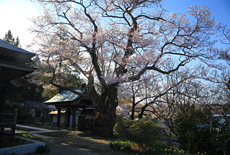 長善寺の桜樹