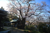 長善寺の桜樹