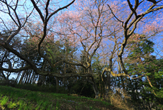 前田の染井吉野桜