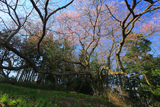 前田の染井吉野桜