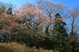 前田の染井吉野桜