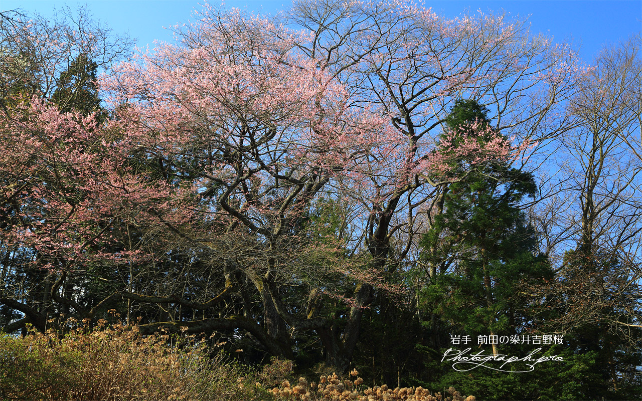前田の染井吉野桜 壁紙