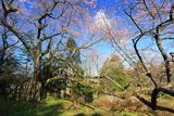 前田の染井吉野桜