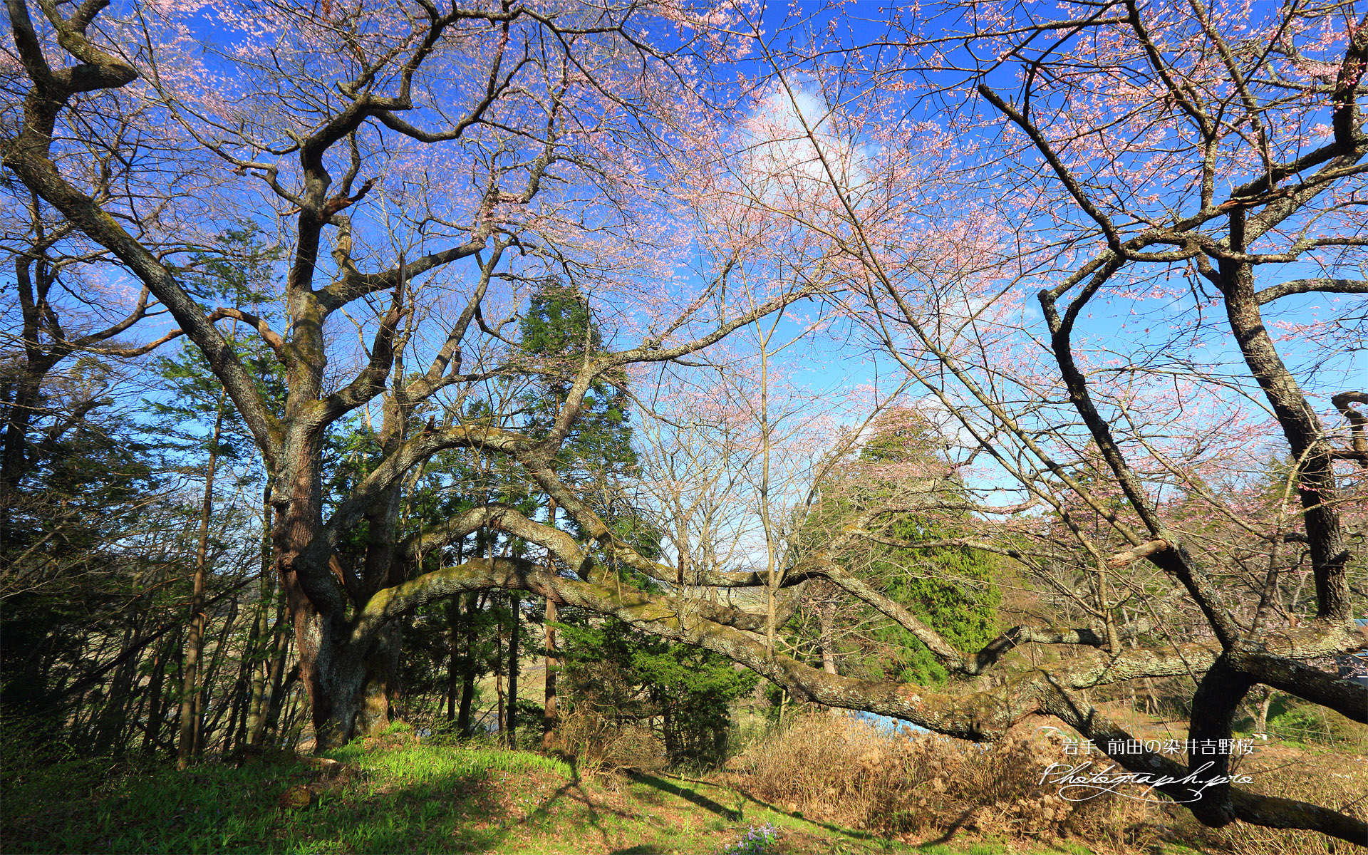 前田の染井吉野桜