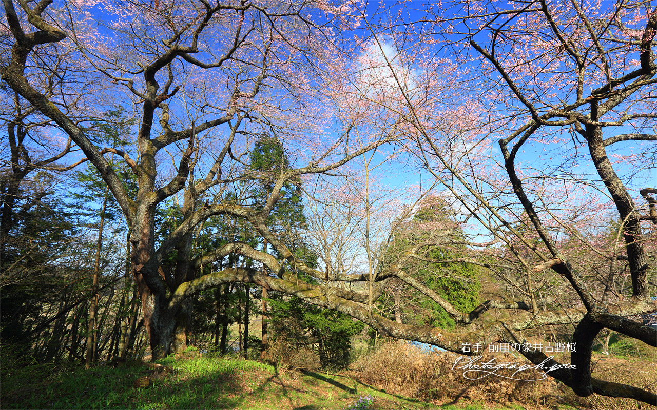 前田の染井吉野桜 壁紙