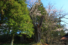 中川目のヒガン桜