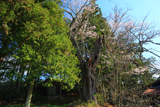 中川目のヒガン桜