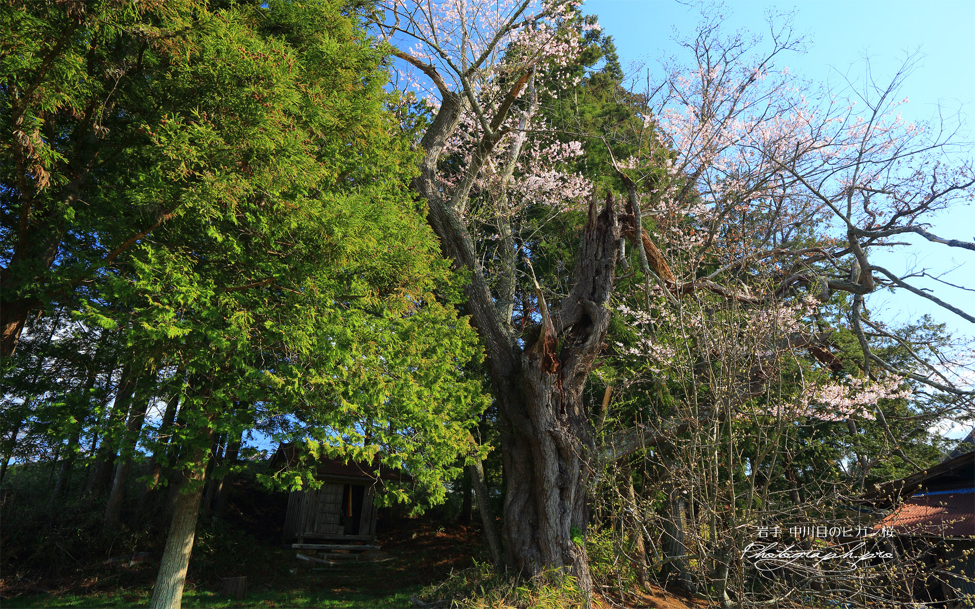 中川目のヒガン桜