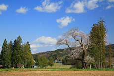 前田の吉野桜