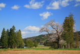 前田の吉野桜