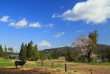 前田の吉野桜