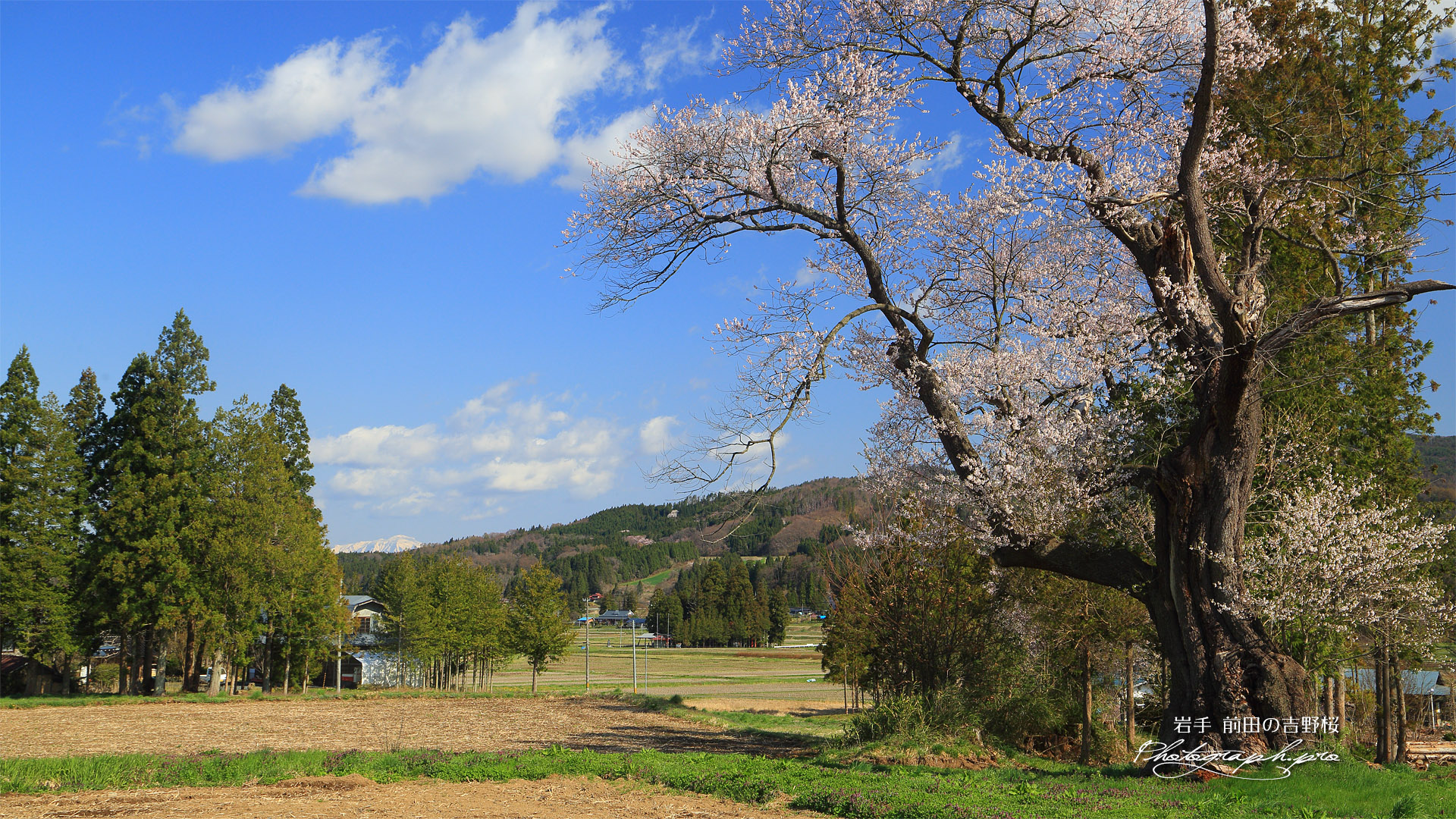 前田の吉野桜