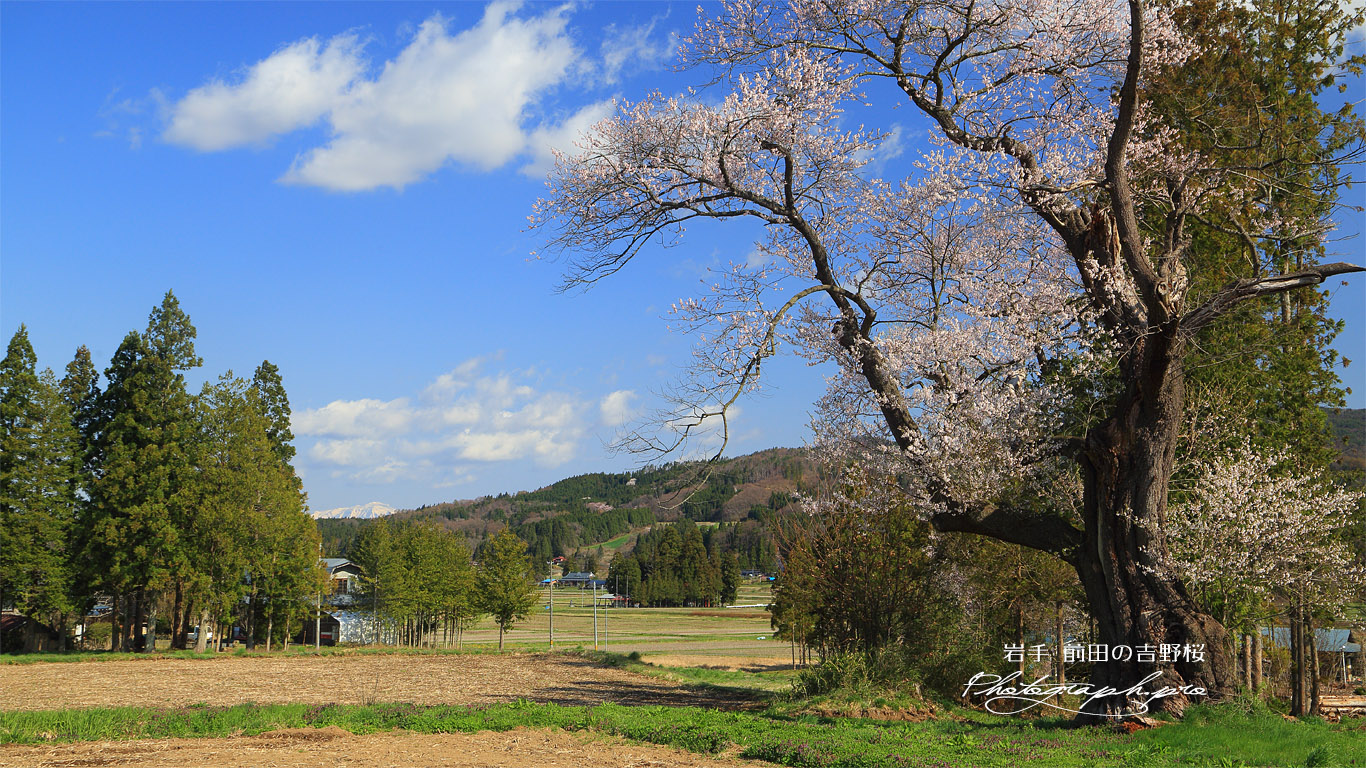 前田の吉野桜 壁紙