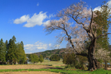 前田の吉野桜