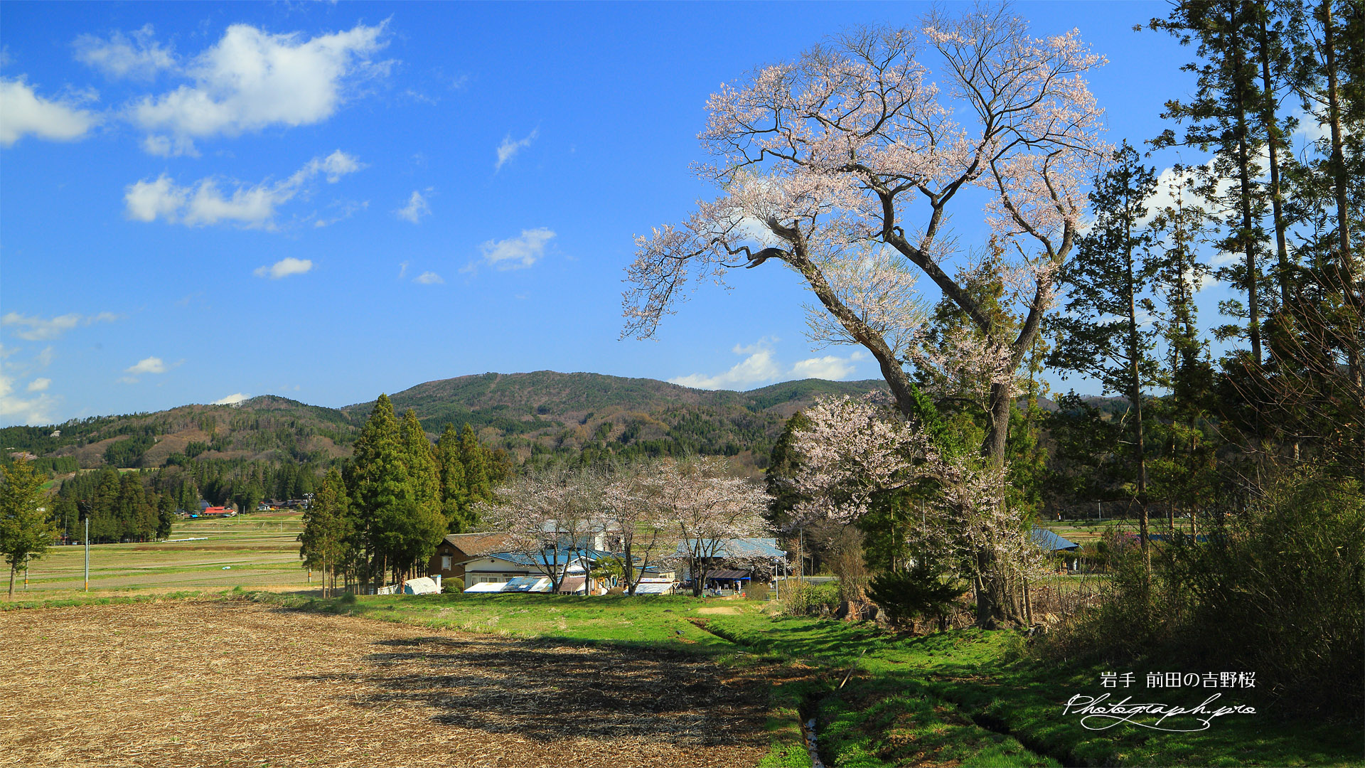 前田の吉野桜