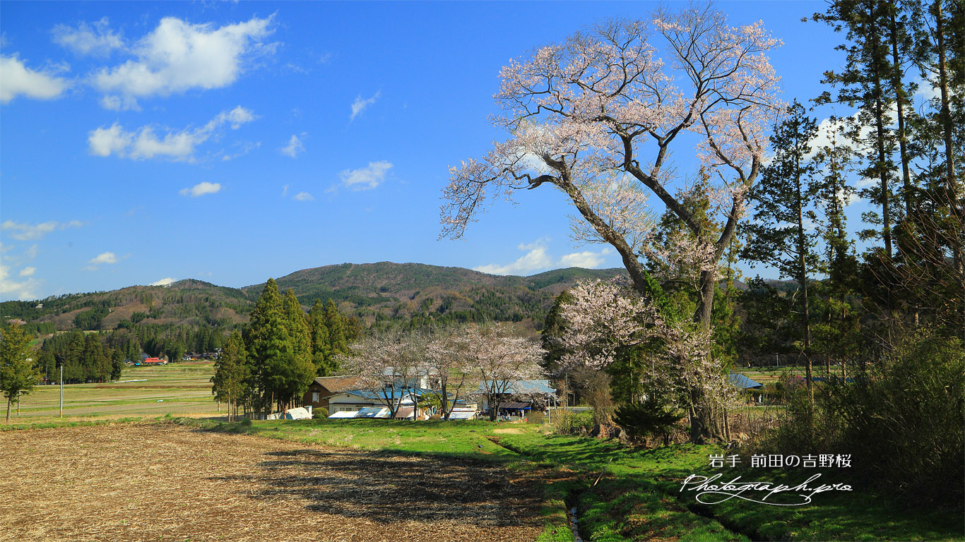 前田の吉野桜 壁紙