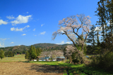 前田の吉野桜