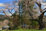 前田の吉野桜