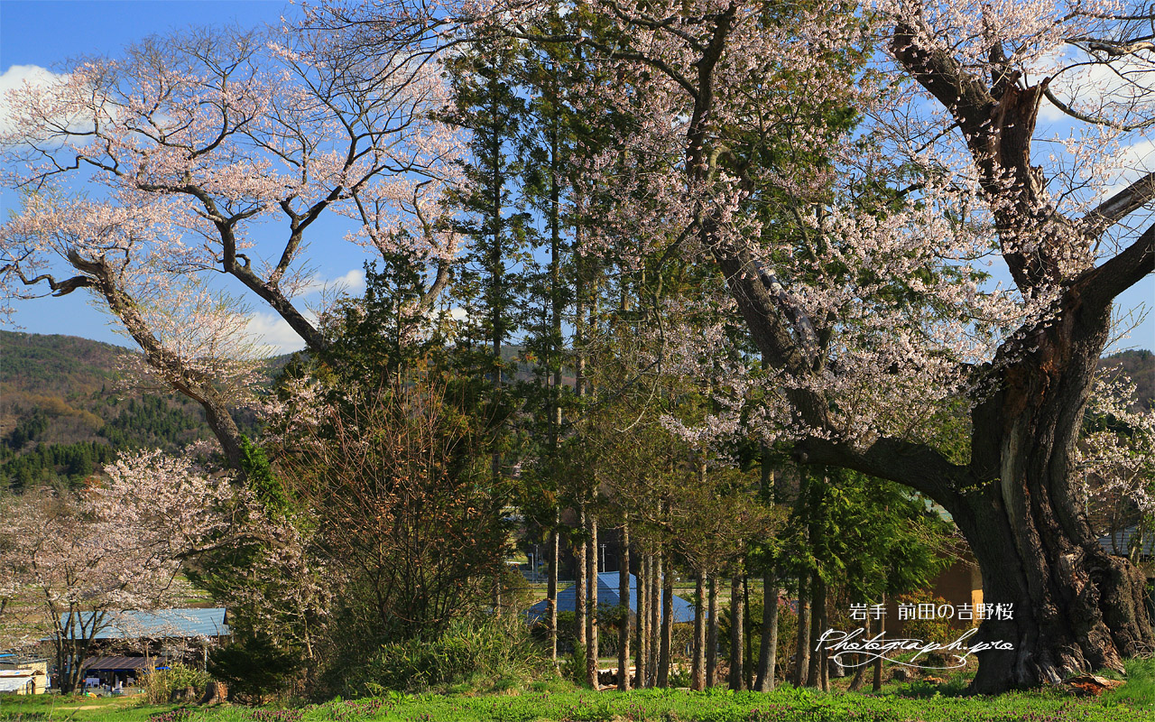 前田の吉野桜 壁紙