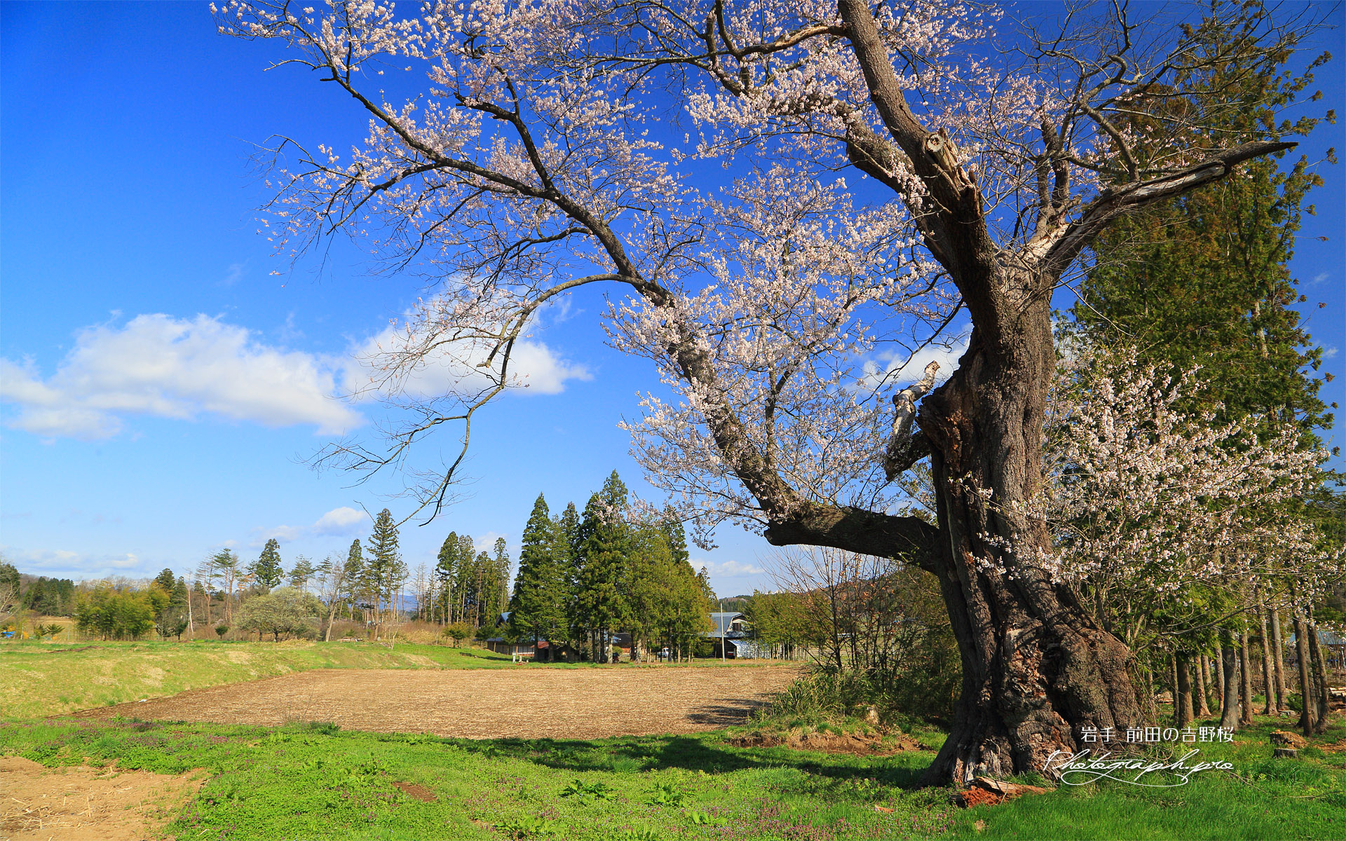 前田の吉野桜
