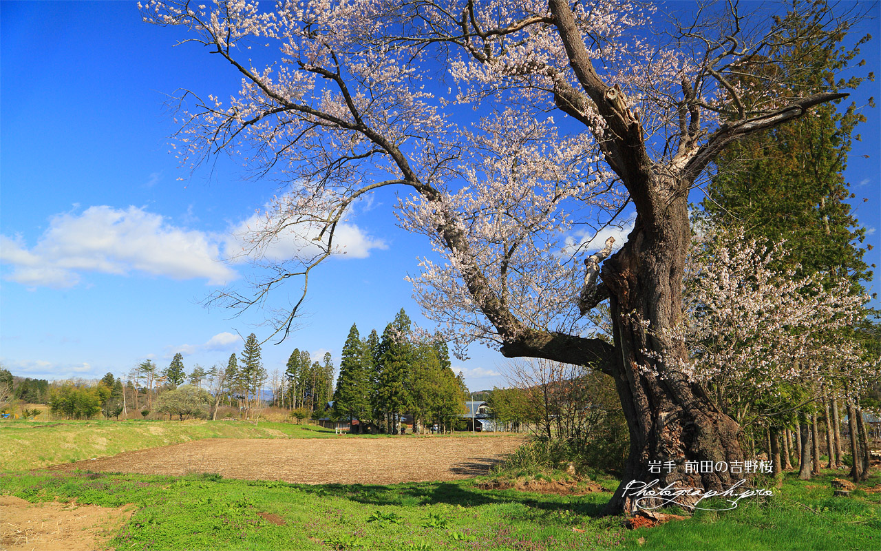 前田の吉野桜 壁紙