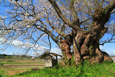 八日市場の雲南桜