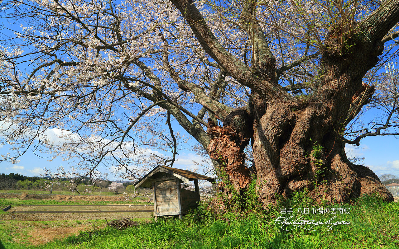 八日市場の雲南桜 壁紙