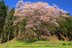 三川長根の種まき桜