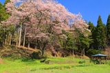 三川長根の種まき桜