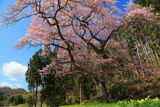 三川長根の種まき桜