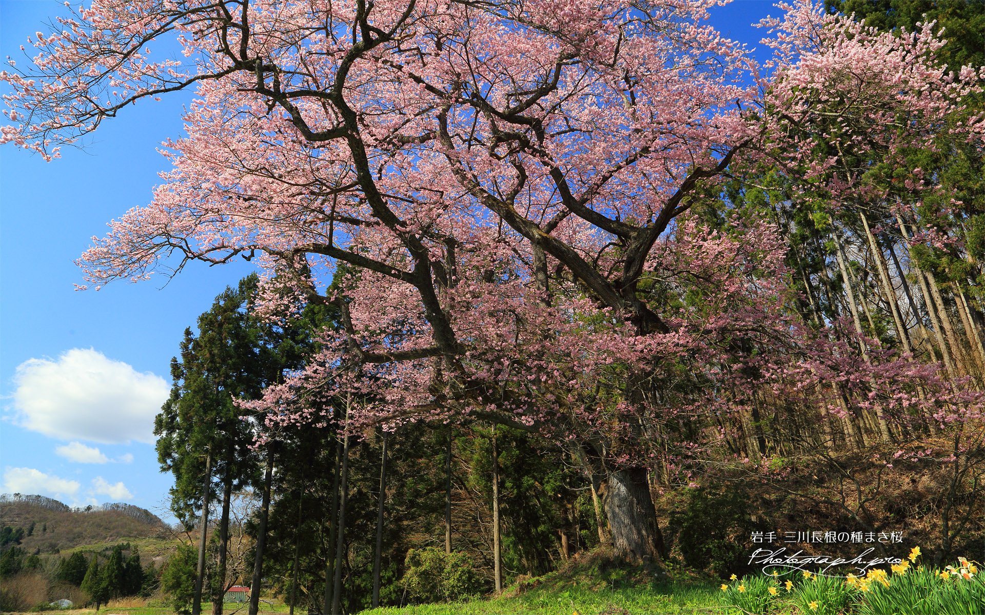 三川長根の種まき桜
