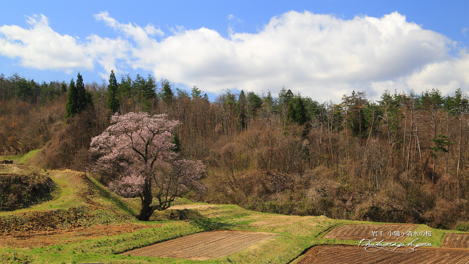 小鵇ヶ清水の桜