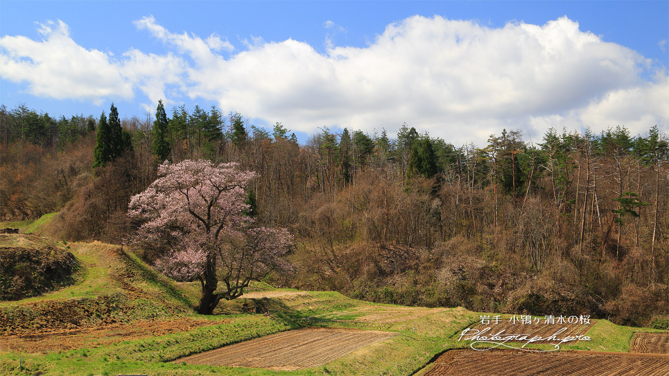 小鵇ヶ清水の桜 壁紙