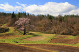 小鵇ヶ清水の桜