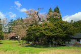 高館のエドヒガンザクラ