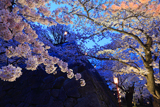 盛岡城跡公園の桜