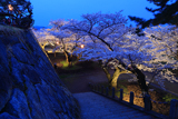 盛岡城跡公園の桜