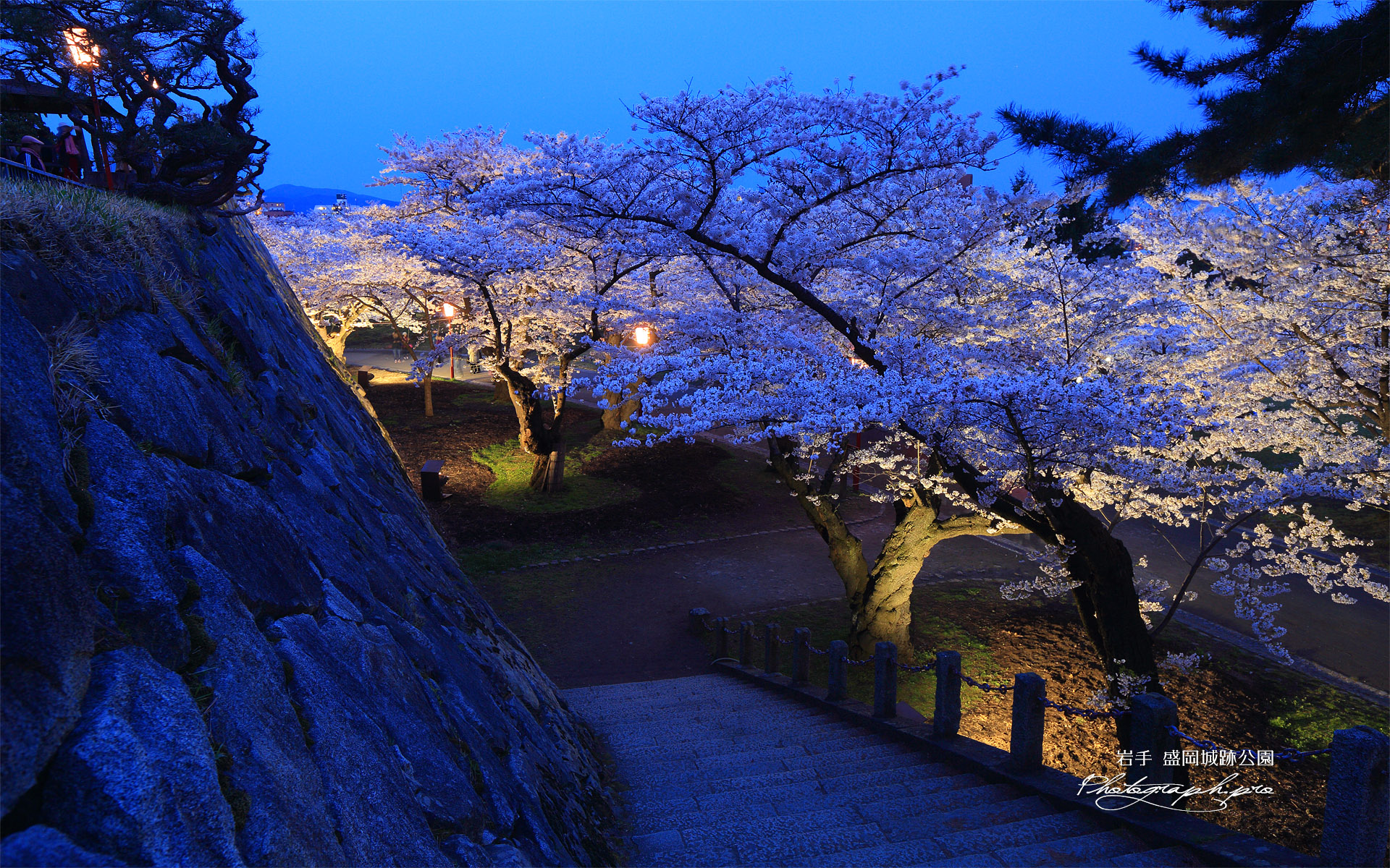 盛岡城跡公園の桜