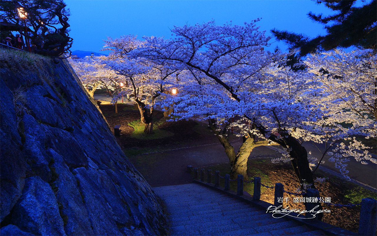 盛岡城跡公園の桜 壁紙