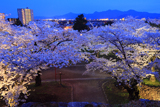 盛岡城跡公園の桜