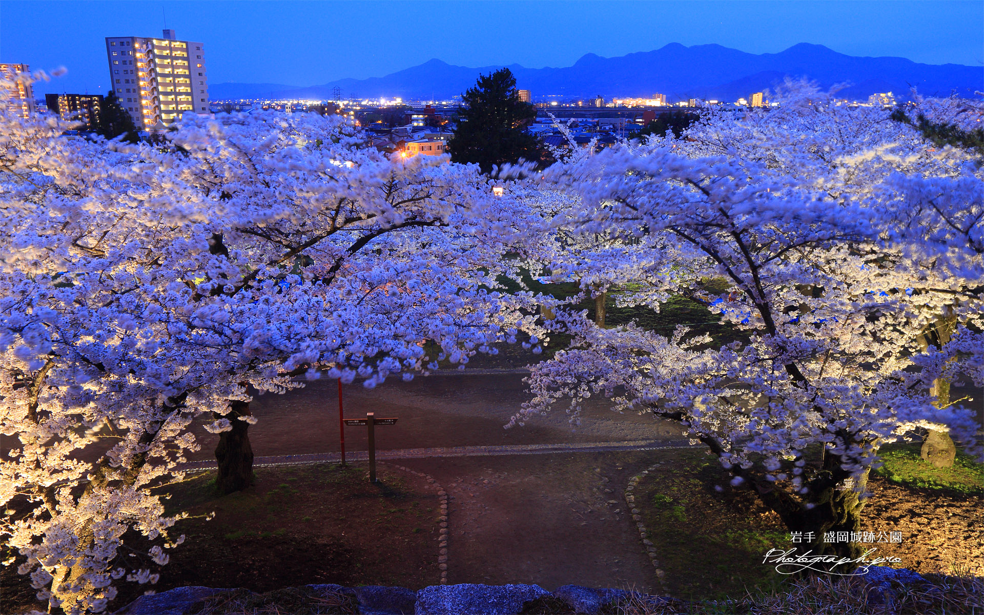 盛岡城跡公園の桜