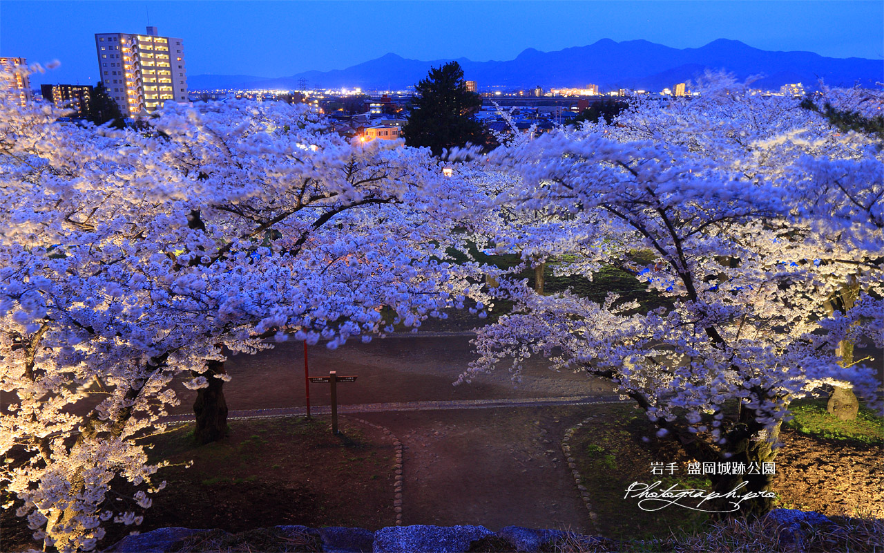 盛岡城跡公園の桜 壁紙