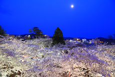 盛岡城跡公園の桜
