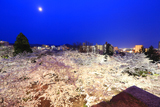 盛岡城跡公園の桜