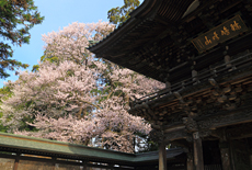 報恩寺のエドヒガン