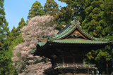 報恩寺のエドヒガン